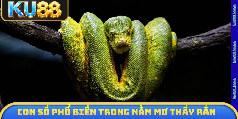 Con số phổ biến trong nằm mơ thấy rắn