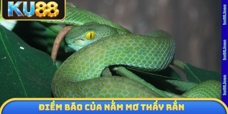 Điềm báo của nằm mơ thấy rắn