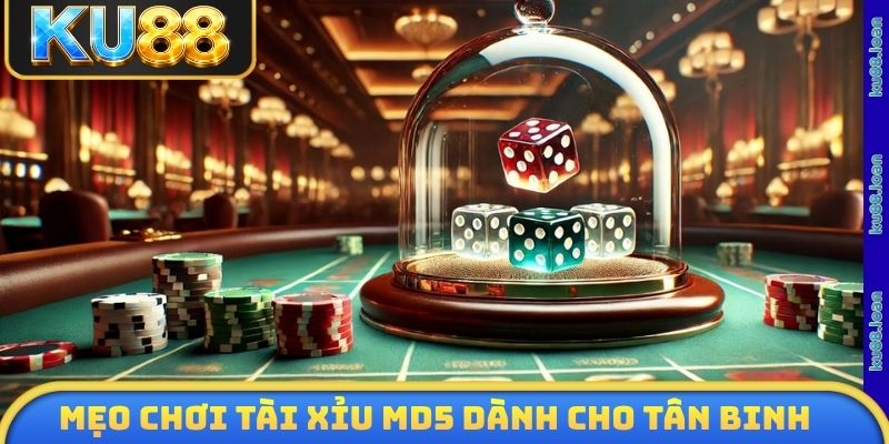 Mẹo chơi tài xỉu MD5 dành cho tân binh